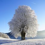 木　雪　冬